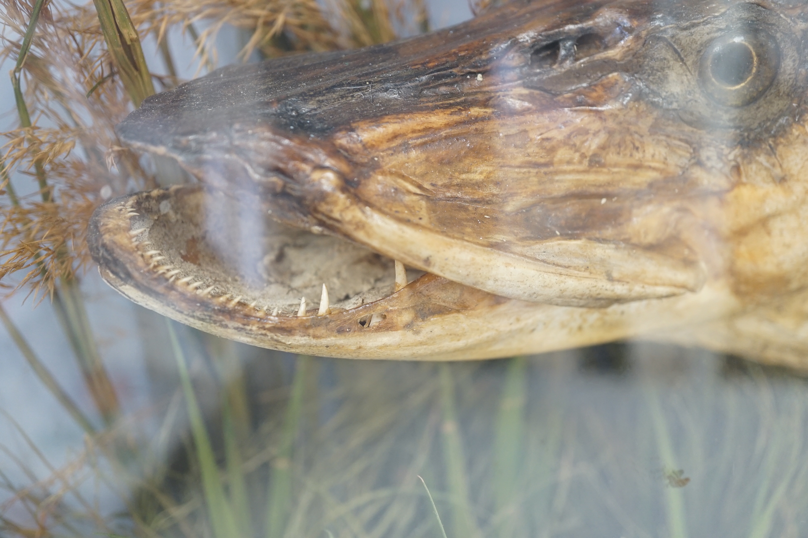 A taxidermic pike, in glazed case, label states ‘Caught in the River Stour by H. Barnes April 9th 1898 Weight 12lbs’. Case 99.5cm x 39cm x 21cm